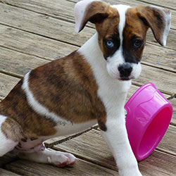 The Perfect Time For Dog Training Is - Mealtime
